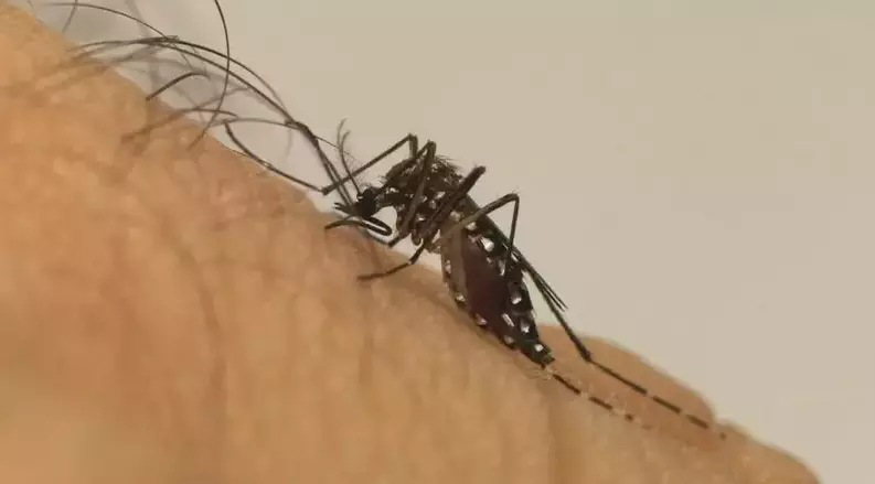 Mosquito Aedes aegypti, transmissor da dengue, zika e chikungunya. (Arquivo Midiamax)